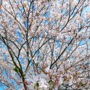 화동못 수변공원 | 울산가볼만한곳 -벚꽃명소 화동못수변공원 4월5일 어느 금요일의 벚꽃 나들이