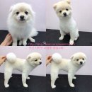 멍멍스타 이미지