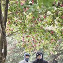 시시한꿈뜰꽃갤러리 | 눈오는날 제주 카멜리아힐 제주도 동백꽃 명소 폭설속 현실은?