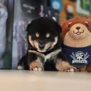 시바견분양.kr 이미지