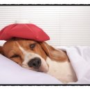 애견종합동물병원 이미지