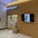 캣 | [공지] 고양이 집사도 방문한 인천 앨리웨이 고양이 카페 | 부타캣 후기