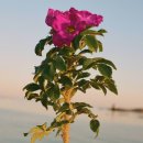 로즈비치 이미지