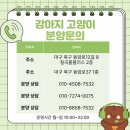 성주강아지분양 고민만 하다가 결국 결정하게 된 실제 후기