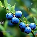 눈 건강에 좋은 빌베리 효능과 성분 주의사항 이미지