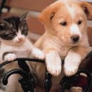 개와고양이 이미지