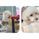 댕댕클럽 이미지