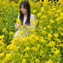 산방산의봄 | 제주 유채꽃 명소 🌻 산방산 유채꽃밭 포토존 후기