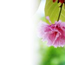 단아한 겹벚꽃 (검정치마 - 기다린 만큼, 더) 이미지
