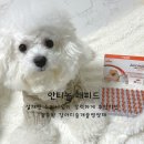 설재현 | 강아지 관절 영양제 안티놀 래피드 한 달 급여 후기 (슬개골 탈구 예방)