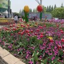 고양 국제 꽃 박람회 후기 🌸