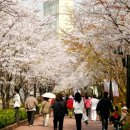 서울 석촌호수 벗꽃 산책로의 멋진 봄풍경입니다 이미지