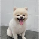 멍멍친구 애견샵 이미지