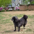 뭉개뭉개 | 강아지 놀이터 찾는다면? [포동멍래블] 어플 추천 후기/광명 뭉개뭉개구름산빌리지