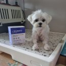 강아지 알로페시아 증후군엔 큐시락토펫스킨파우더로 강아지 탈모 증상 대처해봐요