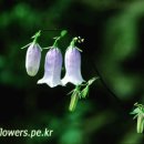 금강초롱 이미지