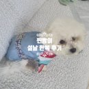이츠독 | 찐빵이 설날 선물 강아지 한복 이츠독! 애견 한복 후기