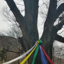 천년나무 이미지