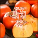 감 이미지