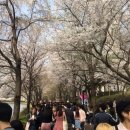 석촌호수 870만 vs 여의도 560만…벚꽃축제‘희비’ 이미지