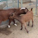 선산농장 이미지