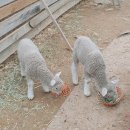 고라부리 흑염소 목장 | 강원도갈만한곳 춘천 해피초원목장에서 아이랑 힐링