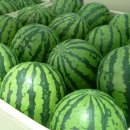 신토불이식품 이미지