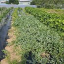 쵸파FARM??? 이미지