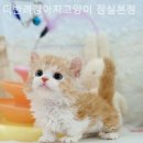 더반려강아지분양고양이분양잠실