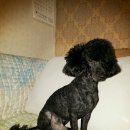 이쁘개 해줄개 이미지