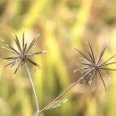 도깨비풀 이미지