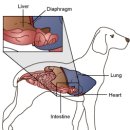 24시 시유동물메디컬센터 이미지