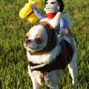 봉봉애견 이미지