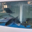 홍매회수산 이미지