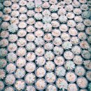 광옥농장 | [보라다육] 보라다육 일상, 다육식물농장, 이천다육, 이천다육식물, 화분 갈이, 선인장, 이천롯데...