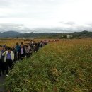 순천만 갈대밭 이미지