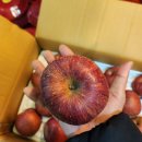 🍎아침사과는 보약이쥬? 어나더스윗은 진짜 보약을 드려요!!🍎