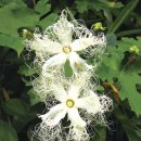 하늘타리 이미지