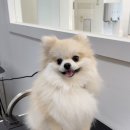 디디애견미용 이미지