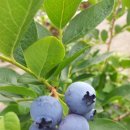 드림농원 이미지