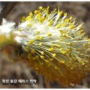 버들민박 이미지