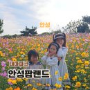 [슬기로운 예술생활] 예술로 해외 산책하기 | 가을여행 가볼만한곳 코스모스 절정 안성팜랜드 할인 주말 날씨 후기