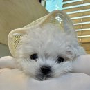 디오 동물병원 이미지