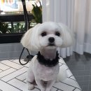 펫살롱케이 이미지