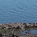 악어상사 이미지