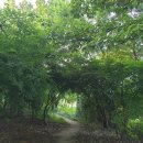 새벽-숲 이미지