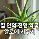 초록큰사랑약국 네이버블로그