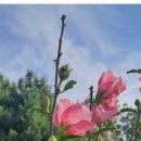 무궁화 꽃이 피었습 이미지