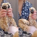 뽀도독 애견카페 | 강릉여행 2편 사천진해수욕장 사천진바위섬♡ 애견동반펜션 오늘은바다애견펜션 그리고 불티조개구이