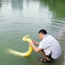 황금호숫가 이미지
